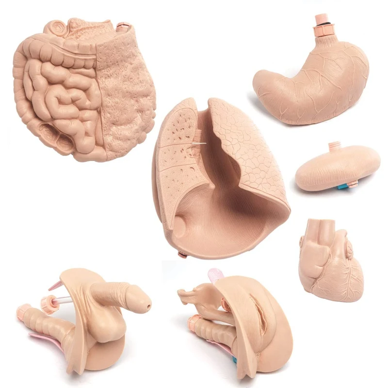 3B Scientific P19 Upgrade Kit Model for P11 - Image 1