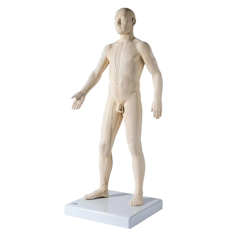 3B Scientific Acupuncture Model, Male