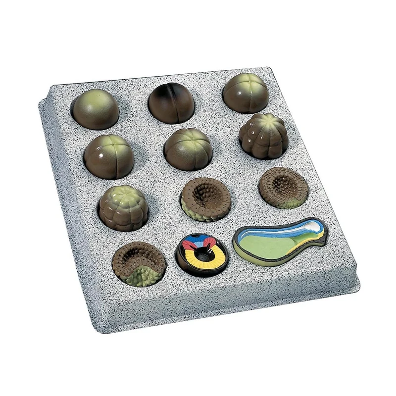 3B Scientific T12009 Embryo Development Model, 12 Stages Of Frog