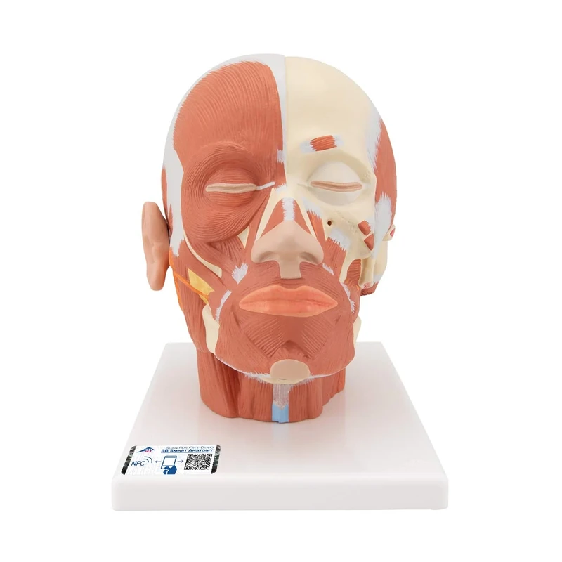3B Scientific VB127 Head Musculature + free Anatomy App - 3B Smart Anatomy