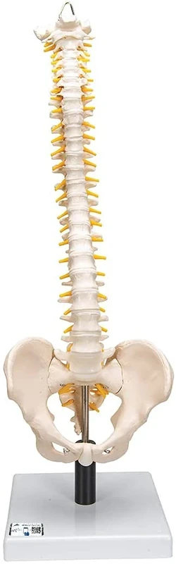 3B Scientific Flexible Spine with Soft Inter Vertebral Discs + free Anatomy App - 3B Smart Anatomy VB84