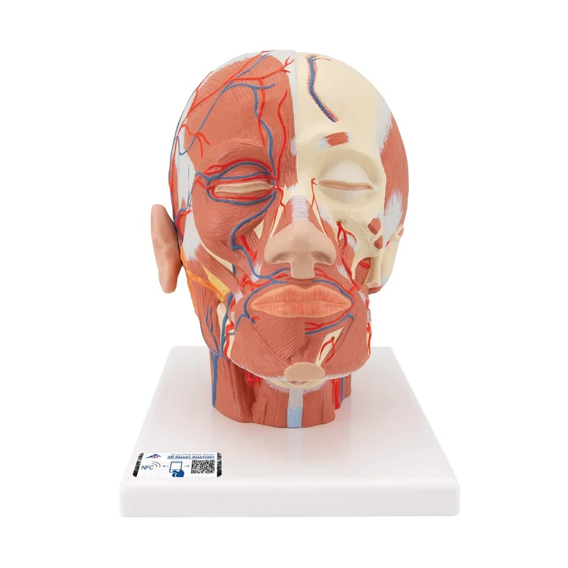3B Scientific VB128 Head Musculature Additionally With Blood Vessels + free Anatomy App - 3B Smart Anatomy