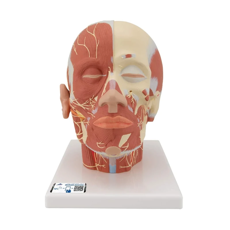 3B Scientific VB129 Head Musculature Additionally With Nerves + free Anatomy App - 3B Smart Anatomy