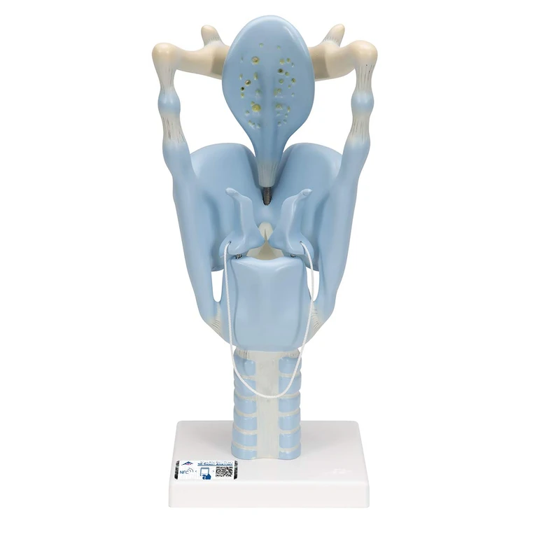 3B Scientific Human Anatomy - Functional Larynx Model, 3 Times Full Size + free anatomy software - 3B Smart Anatomy