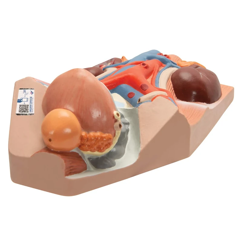 3B Scientific VF325 Urinary System, Male, 3/4 Life Size + free Anatomy App - 3B Smart Anatomy