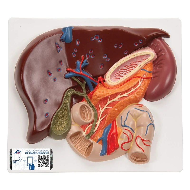 3B Scientific VE315 Liver With Gall Bladder, Pancreas And Duodenum + free Anatomy App - 3B Smart Anatomy