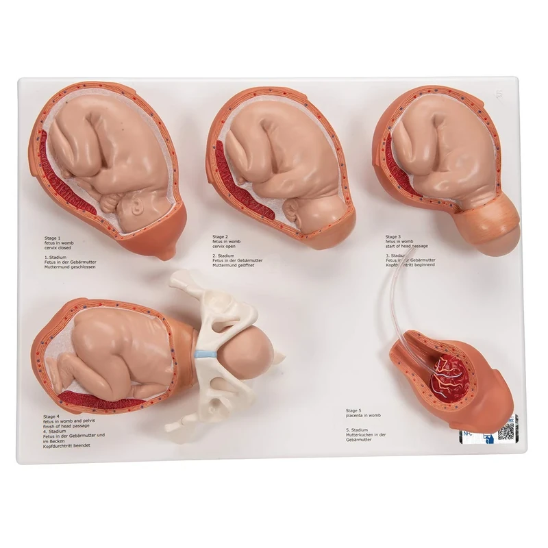 3B Scientific VG393 Labour Stages Model + free Anatomy App - 3B Smart Anatomy