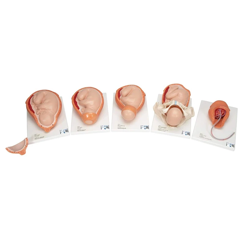 3B Scientific VG392 Birthing Process, 5 Stages + free Anatomy App - 3B Smart Anatomy