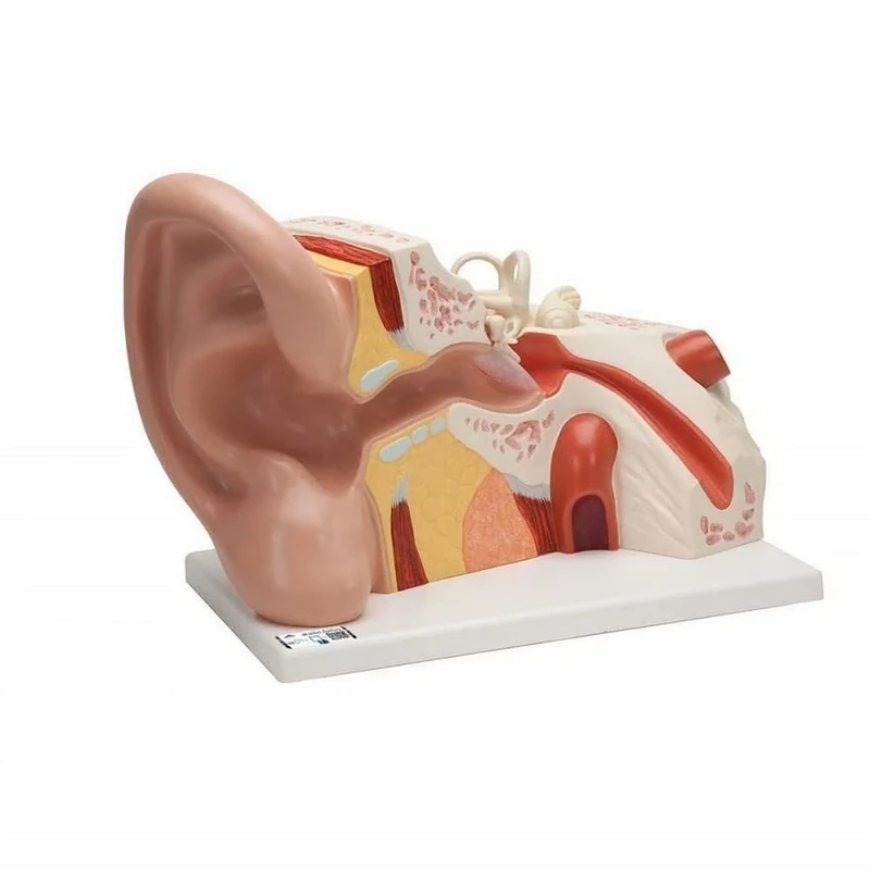 3B Scientific VJ513 Giant Ear 5 Times Full Size 3 Part + free Anatomy App - 3B Smart Anatomy