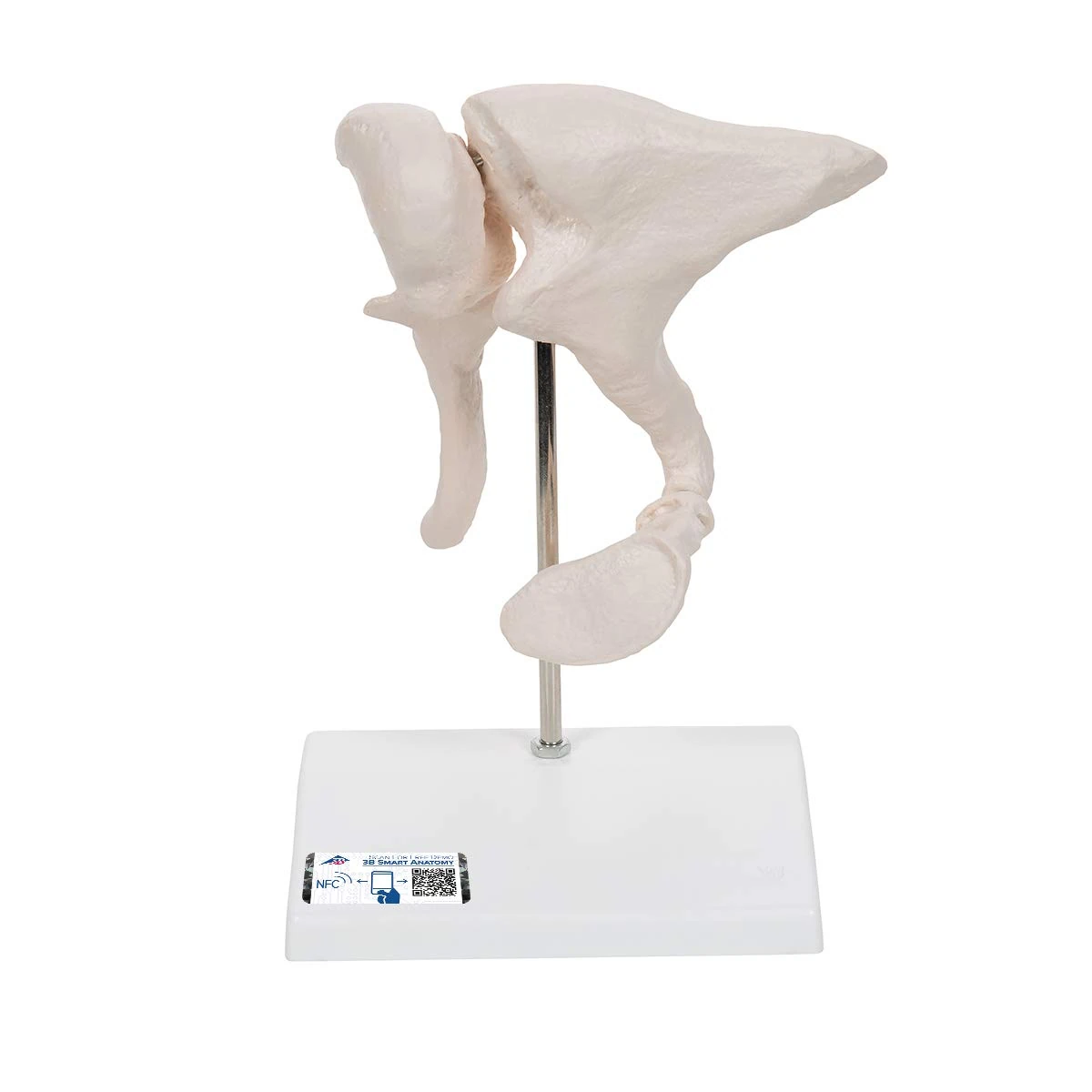 3B Scientific Ossicle Model 20 Times Lifesize + free Anatomy App - 3B Smart Anatomy A101