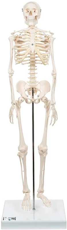 3B Scientific Mini Human Skeleton Model Shorty - Pelvic Mounted on a Base A18 + free anatomy software - 3B Smart Anatomy