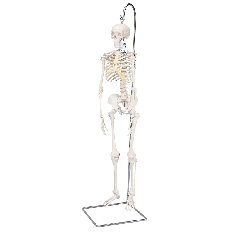 3B Scientific Mini Human Skeleton Model Shorty - On Hanging Stand A18/1 + free anatomy software - 3B Smart Anatomy