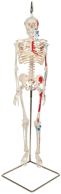 3B Scientific Mini Human Skeleton Model Shorty - with Painted Muscles, On Hanging Stand A18/6 + free anatomy software - 3B Smart Anatomy