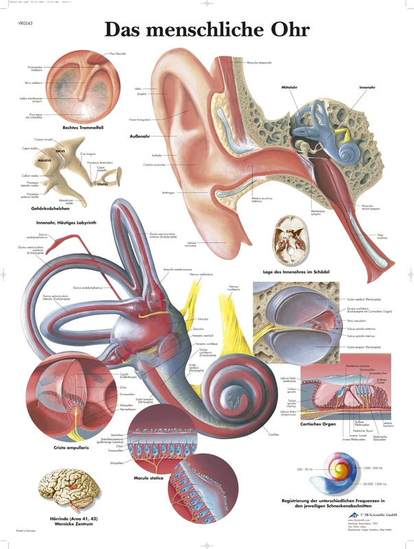 3B Scientific The Human Ear Chart, 1 - Image 1