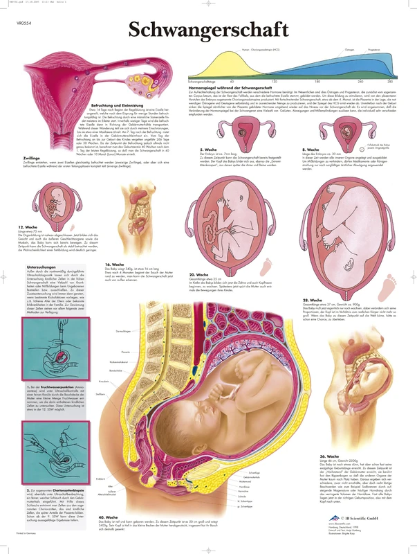 3B Scientific Pregnancy Chart, 1