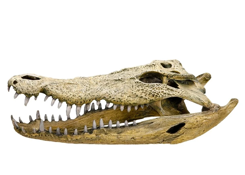 Nobby Crocodile Skull Aquarium Ornaments, 47.5 x 20.5 x 16 cm