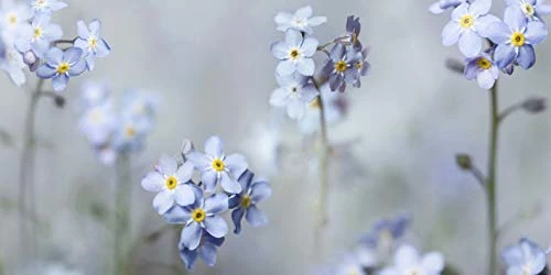 The Art Group Ian Winstanley Forget-Me-Nots Canvas Print, Multi-Colour, 50 x 100 cm