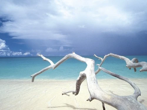 Ian Cumming Driftwood Canvas, Multi-Colour, 60 x 80 cm