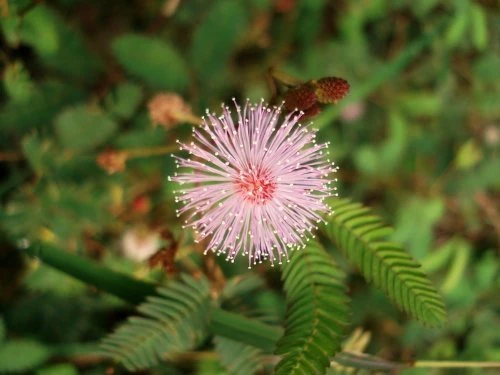 Just Seed - Flower - Mimosa pudica -Sensitive Plant - 200 Seeds - Fun
