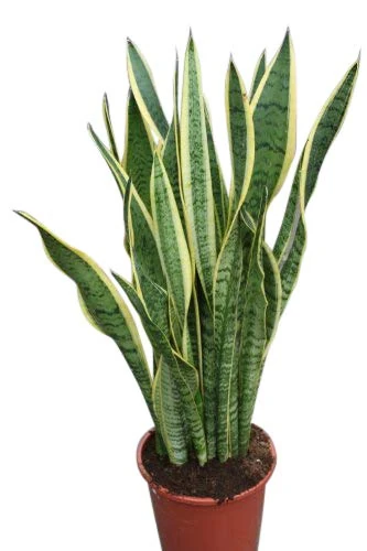 Indoor Plant -House or Office Plant -Sansevaria - Mother in Laws Tongue Variegated- Approx 30cm Tall