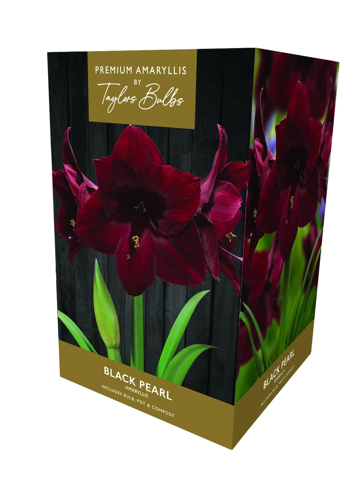 TAYLORS Amaryllis Black Pearl Gift Pack