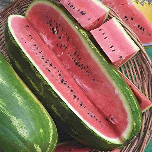 PREMIER SEEDS DIRECT - Watermelon - Jubilee - 60 Seeds