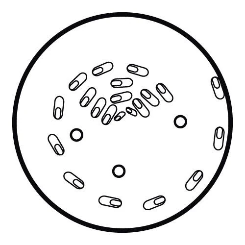 Waring 032217 Grating/Shredding Disc for CC026 CD6666 CC026-SK, 4 mm