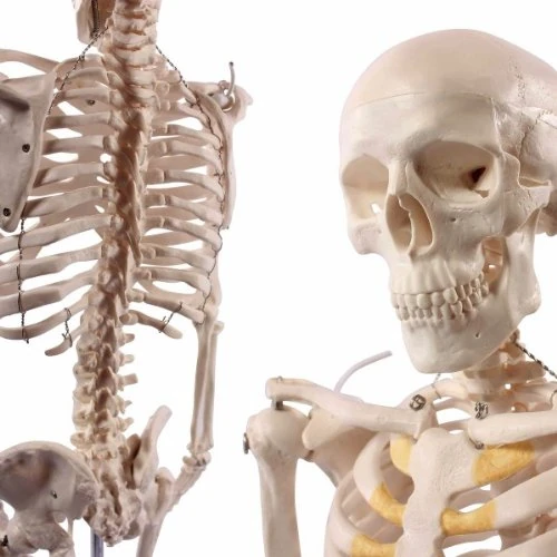 Wellden s24.1151 Small Skeleton 85 cm - Compact Decorative Figure - Image 1