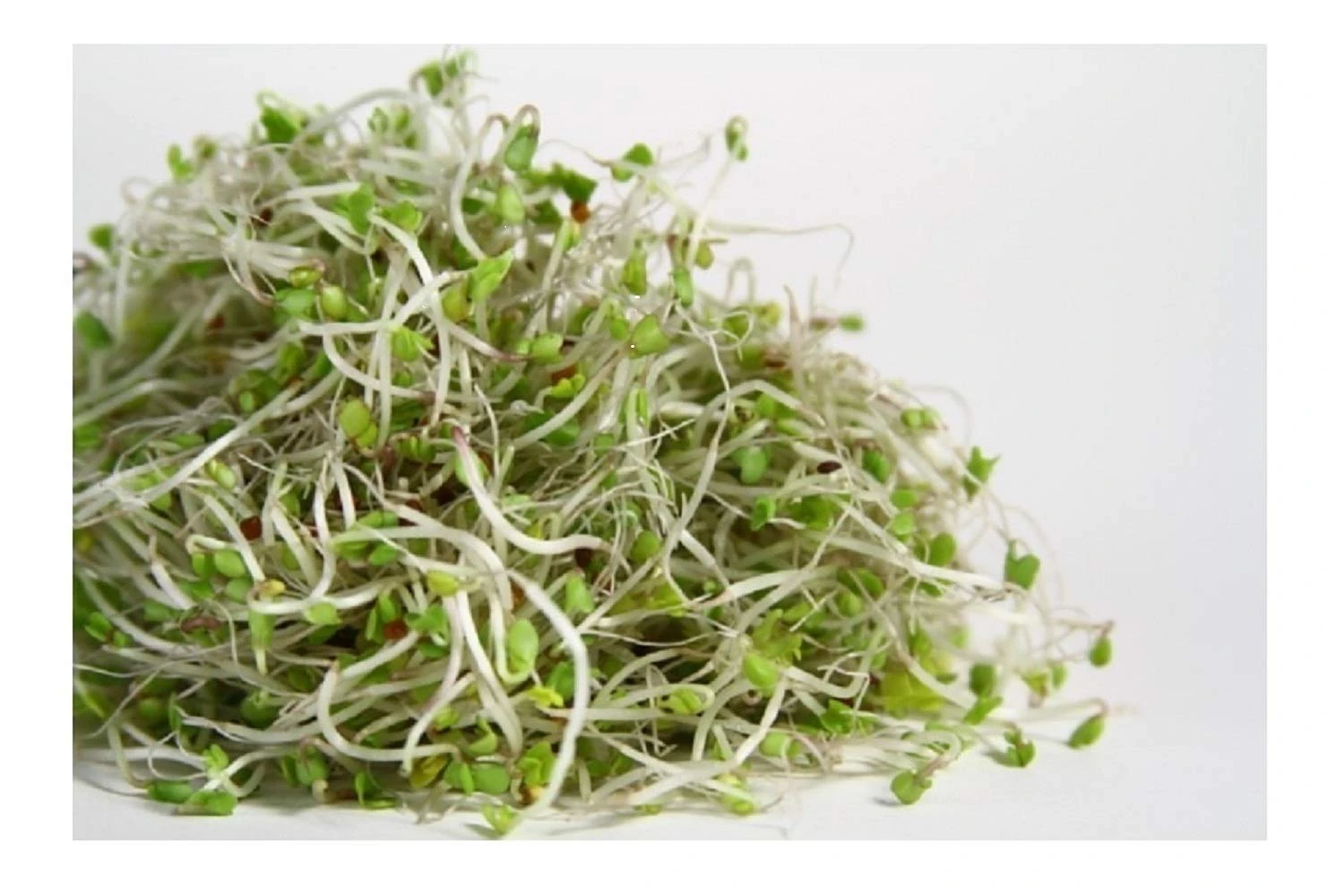 PREMIER SEEDS DIRECT - MICROGREEN/Sprouting Seeds - Broccoli RAAB - Organic (40 Grams)