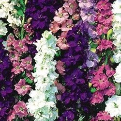 PREMIER SEEDS DIRECT - Delphinium - Larkspur - Giant Imperial Mix (5000 Seeds)