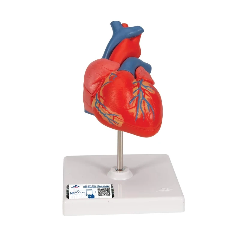 3B Scientific Human Anatomy - Classic Heart Model, 2 Part + free anatomy software - 3B Smart Anatomy