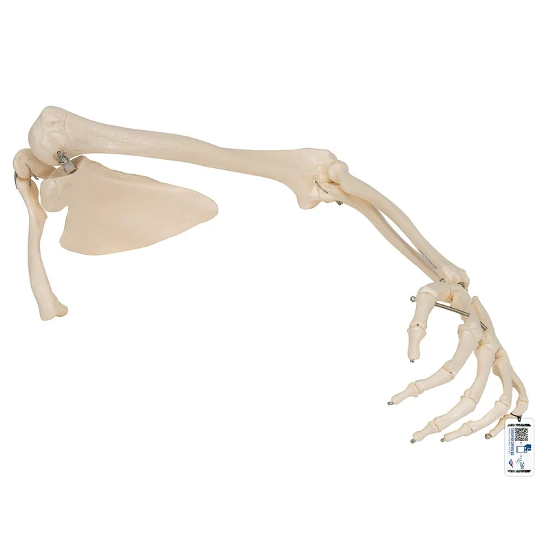 3B Scientific A46 Arm Skeleton with Scapula and Clavicle Model + free anatomy software - 3B Smart Anatomy