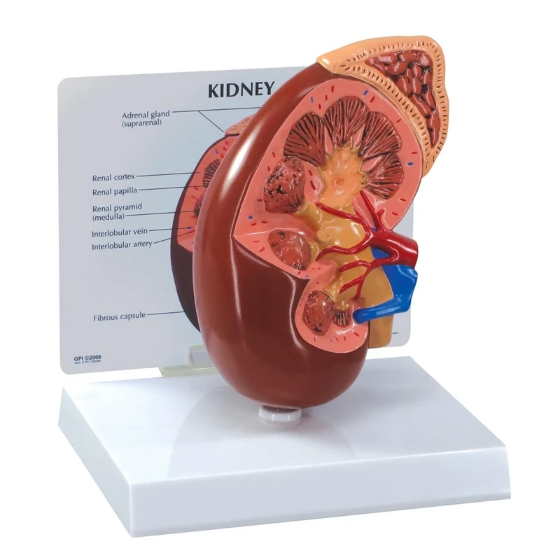 3B Scientific Normal Kidney Model