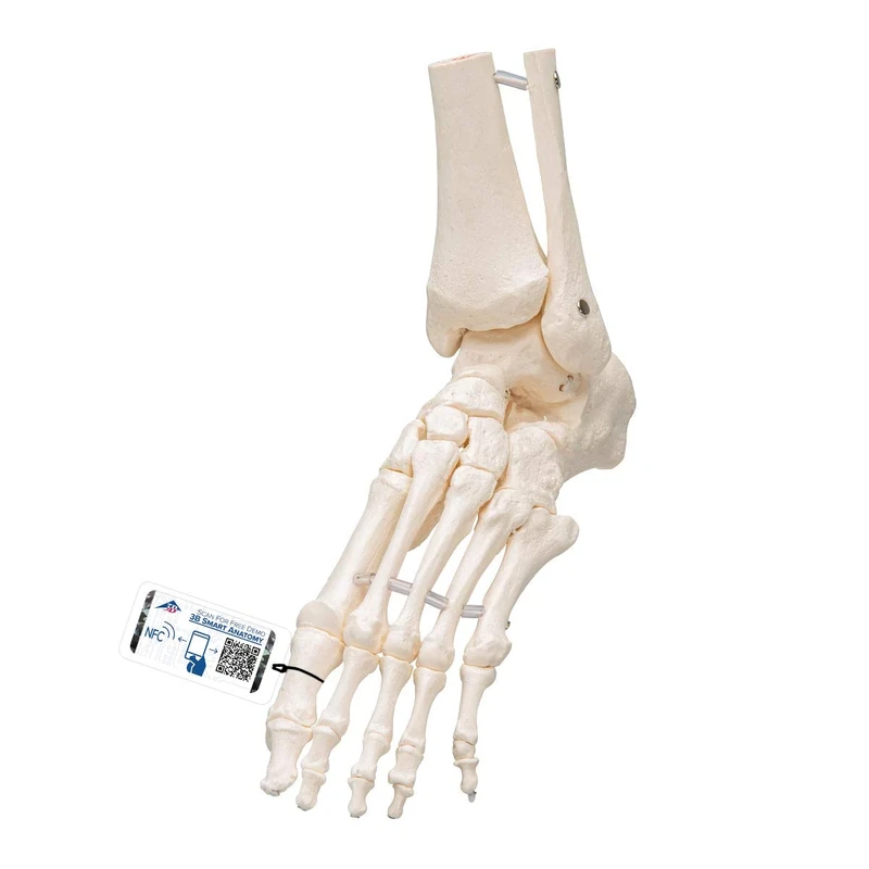 3B Scientific Loose Foot and Ankle Skeleton Model + free anatomy software - 3B Smart Anatomy