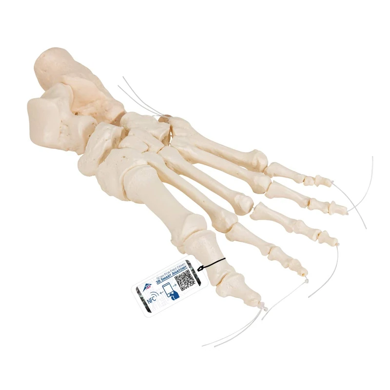 3B Scientific Loose Foot Skeleton Model + free Anatomy App - 3B Smart Anatomy