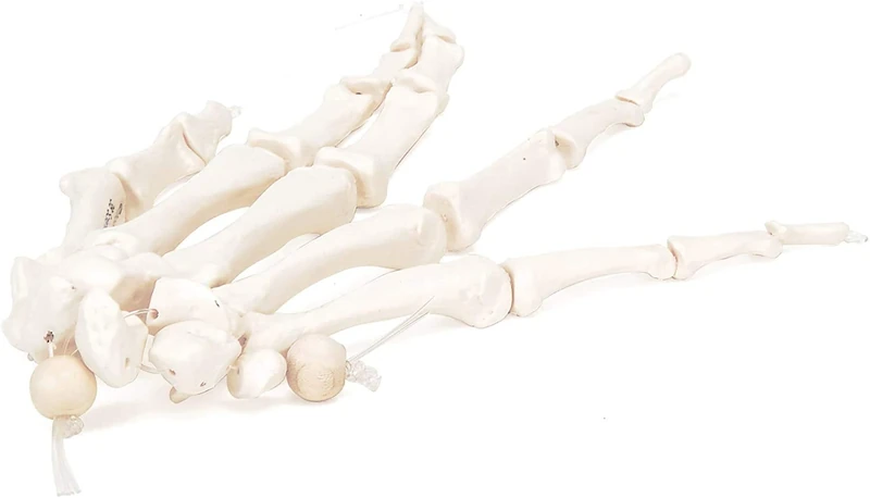 3B Scientific A40/2 Hand Skeleton Model + free Anatomy App - 3B Smart Anatomy