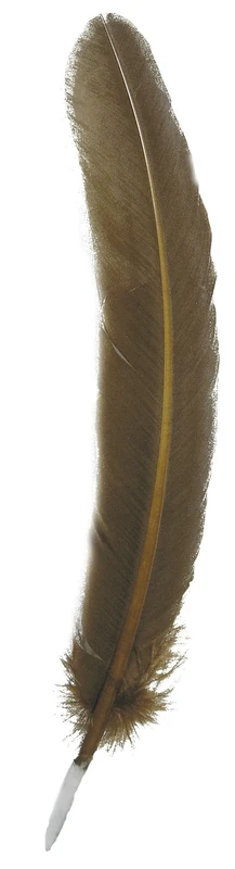 Jacques Herbin 23199T - Goose feathers 28 cm ass. X 10