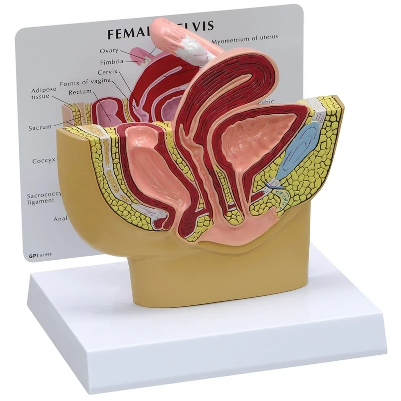3B Scientific Female Pelvis Model