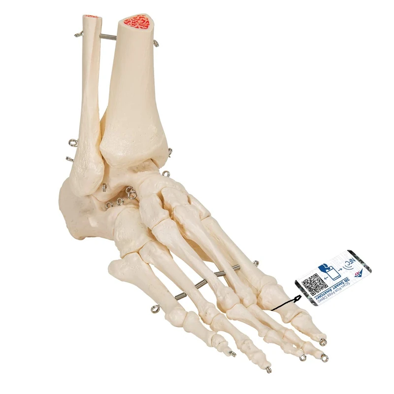 3B Scientific A31 Foot and Ankle Skeleton Model + free anatomy software - 3B Smart Anatomy