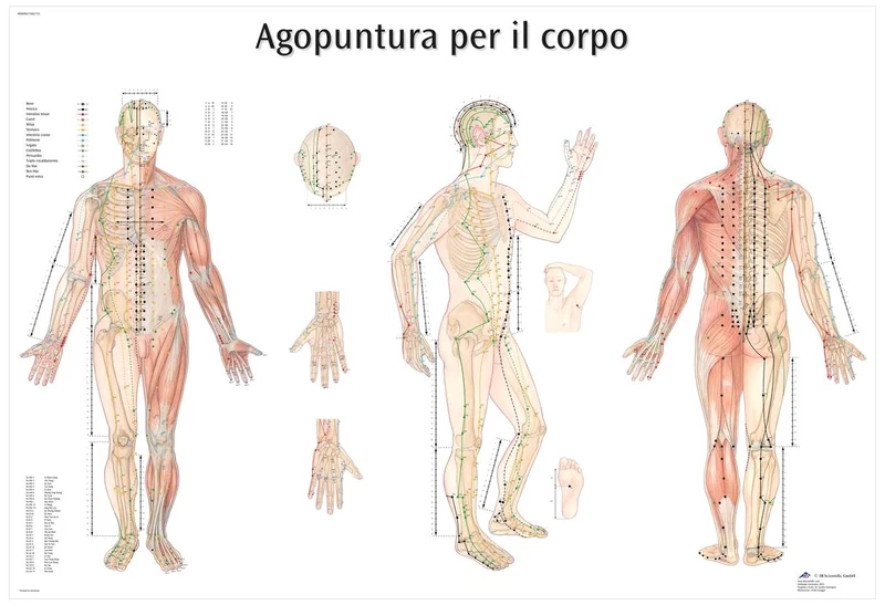 3B Scientific VR4820L Agopuntura por il corpo Printed in Paper - Image 1
