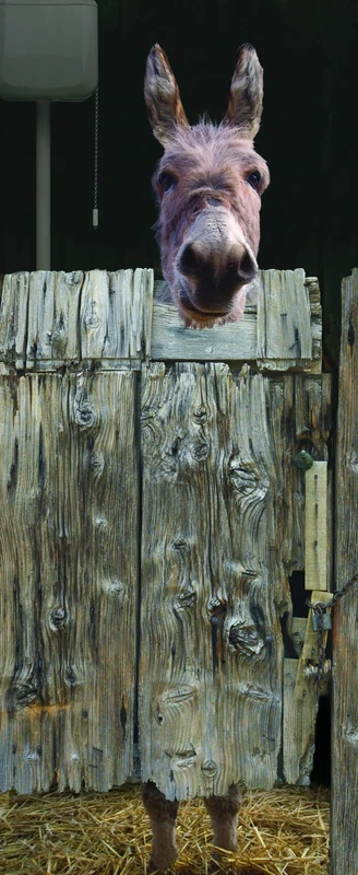 Plage 141005 Sticker ONDOOR, Adhesive for Door -WC, 204 x 83 cm