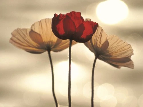 Yoshizo Kawasaki "Icelandic Poppies Canvas Print, Multi-Colour, 60 x 80 cm