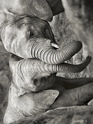 Marina Cano "Elephants in Love Canvas Print, Multi-Colour, 60 x 80 cm - Image 1