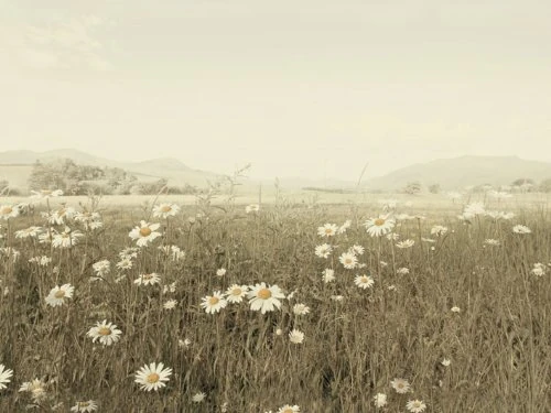Ian Winstanley (Field of Daisies Canvas, Multi-Colour, 60 x 80 cm