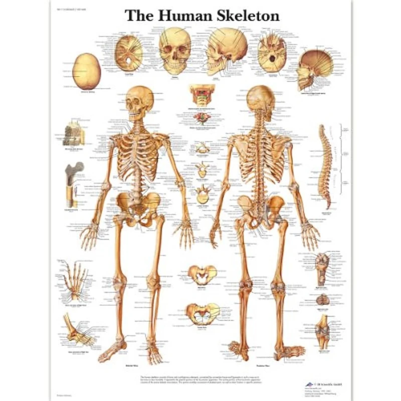 3B Scientific Human Anatomy - The Human Skeleton Chart, Laminated Version 1001468