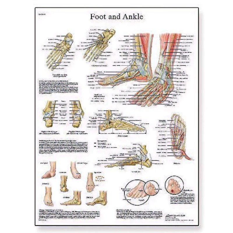 3B Scientific Human Anatomy - Foot and Joints of Foot Chart, Laminated Version 1001490 - Image 1