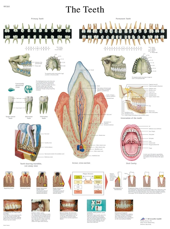 3B Scientific VR1263L Human Anatomy - The Teeth Chart