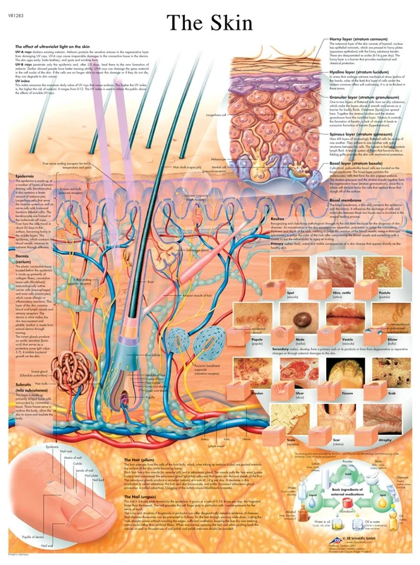 3B Scientific The Skin Chart Laminated - 50x67cm Poster