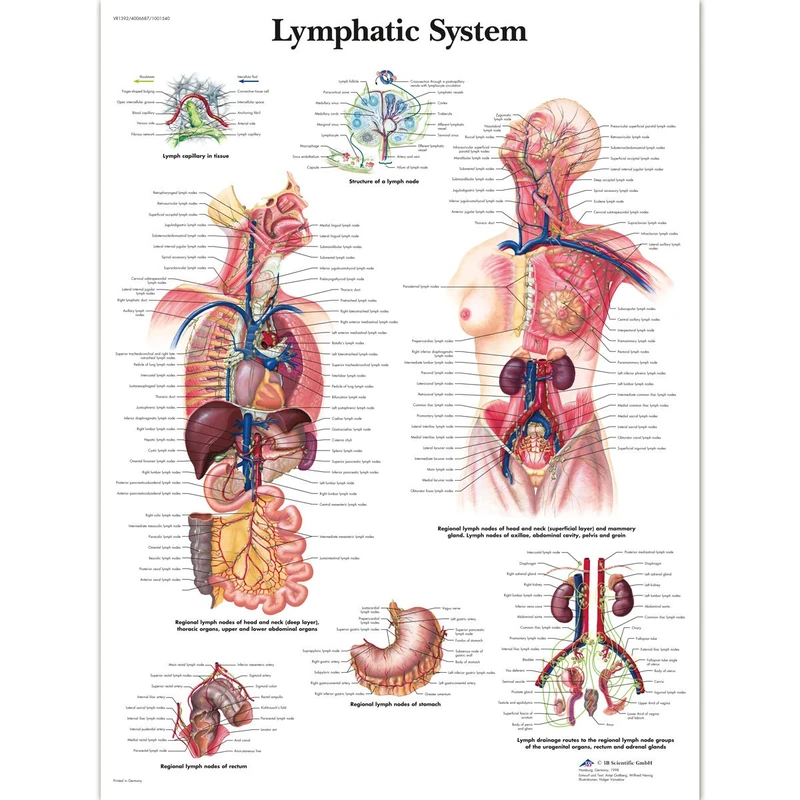 3B Scientific 1001540 Human Anatomy Lymphatic System Chart