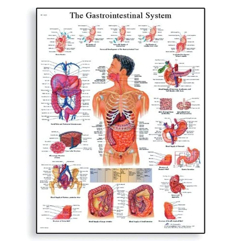 3B Scientific VR1422L Human Gastrointestinal System Chart